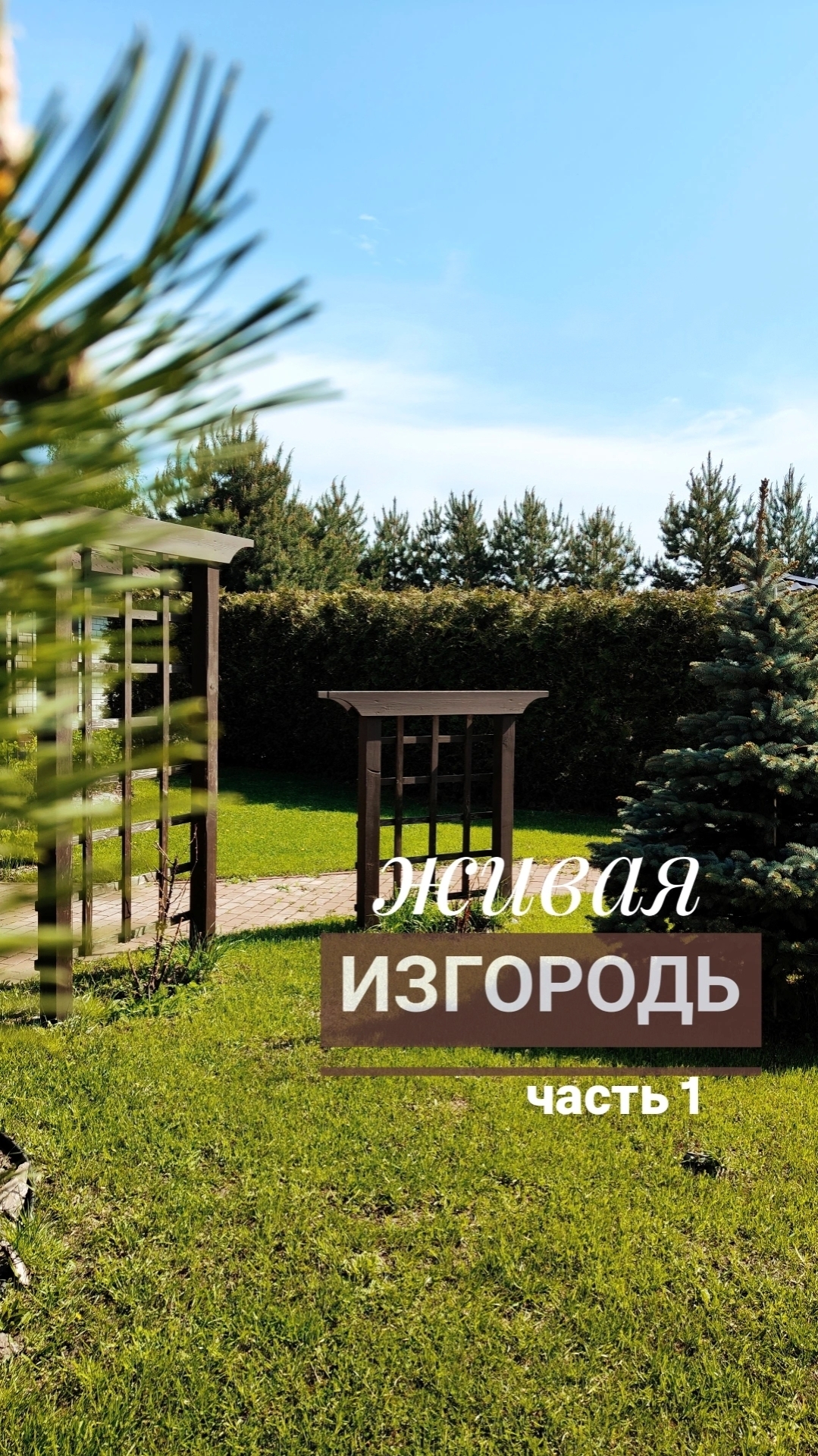 Живая изгородь 🌿