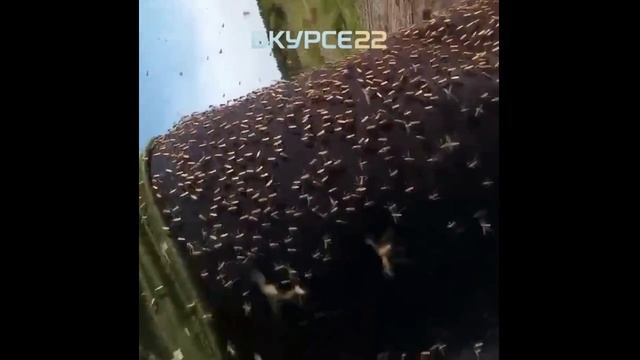 Тучи комаров в Малой Шелковке