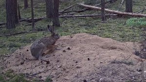 ЗАЯЧЬЯ ТАЙНА
