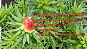 31-05-2026 первая клубничка созрела!!!Томаты ещё зелёные!!!