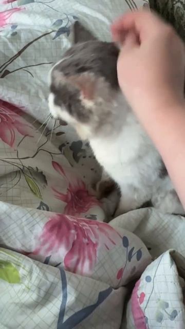 Кот Чепуша смотреть онлайн
