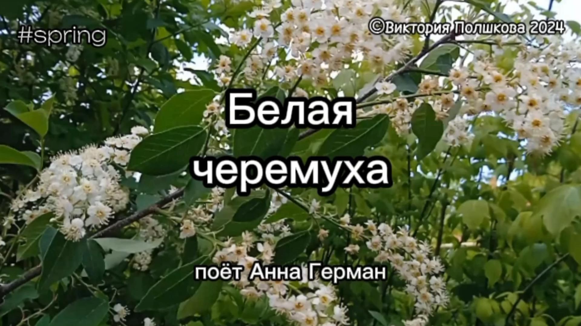 Белая черемуха - поёт Анна Герман (1977)