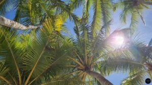 Tropical Vibes 🌴 - Dreamy Island Escape - ✨ 2+ Hours of Relaxing Music & Scenic Coastal Views 🎶