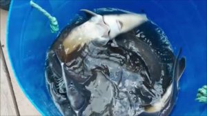 Зарыбление осетром нижнего водоёма 100 кг. Клёвое место, Лосиный остров.