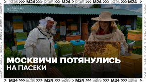 Апитуризм набирает популярность среди москвичей - Москва 24