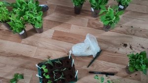 Укоренение фуксии, калибрахоа и алиссума