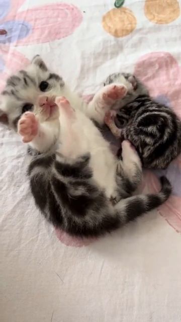 kitten смотреть онлайн