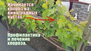 Хлороз | Профилактика и  лечение хлороза | Виноград