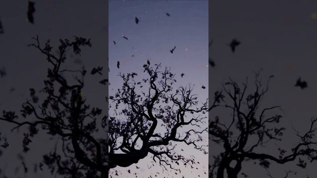 Infernus Silentii.The song is in Latin. Тишина. На латыни.