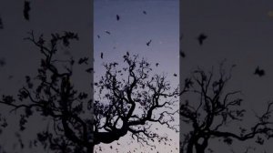 Infernus Silentii.The song is in Latin. Тишина. На латыни.