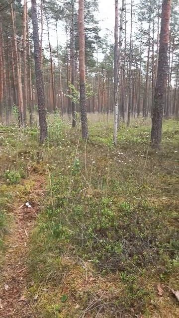 Лес смотреть онлайн