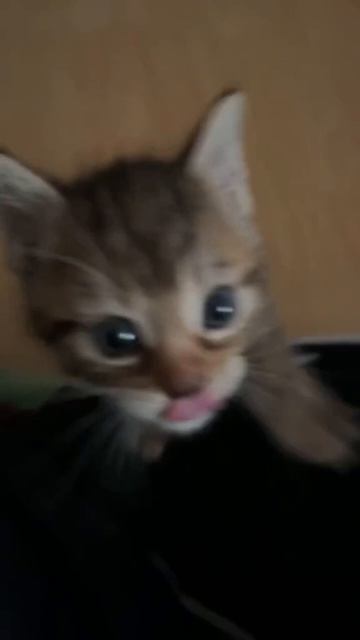 котик смотреть онлайн