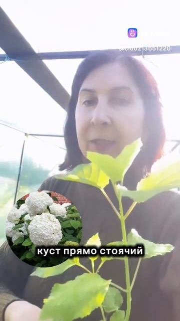 Гортензия Анабель древовидная