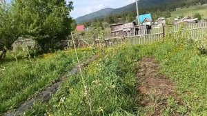 О питании яблоневого сада