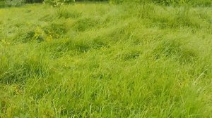 На Кубани  воды всё больше и больше