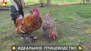 Идеальное птицеводство достойно восхищения 🐓🦆🦢🦚🦃🐔 эпизод (500)