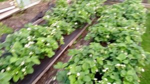 Огород после холодной недели