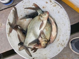 рыбачим на донку