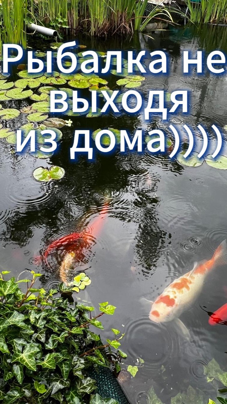 Рыбалка дома)) Свой пруд во дворе