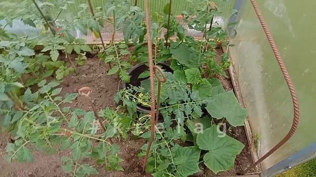 посадка рассады🌱ПЕРЦА по новому смотреть онлайн