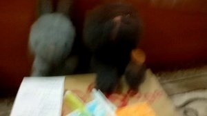 Школа 🏫 животных! 11 серия! ☺️🥰 Проверила контрольные работы и сдала их ДИРЕКТОРУ!