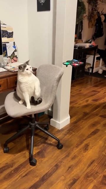 Котики играются😁