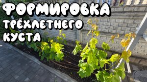 ФОРМИРОВКА ТРЁХЛЕТНЕГО КУСТА винограда.