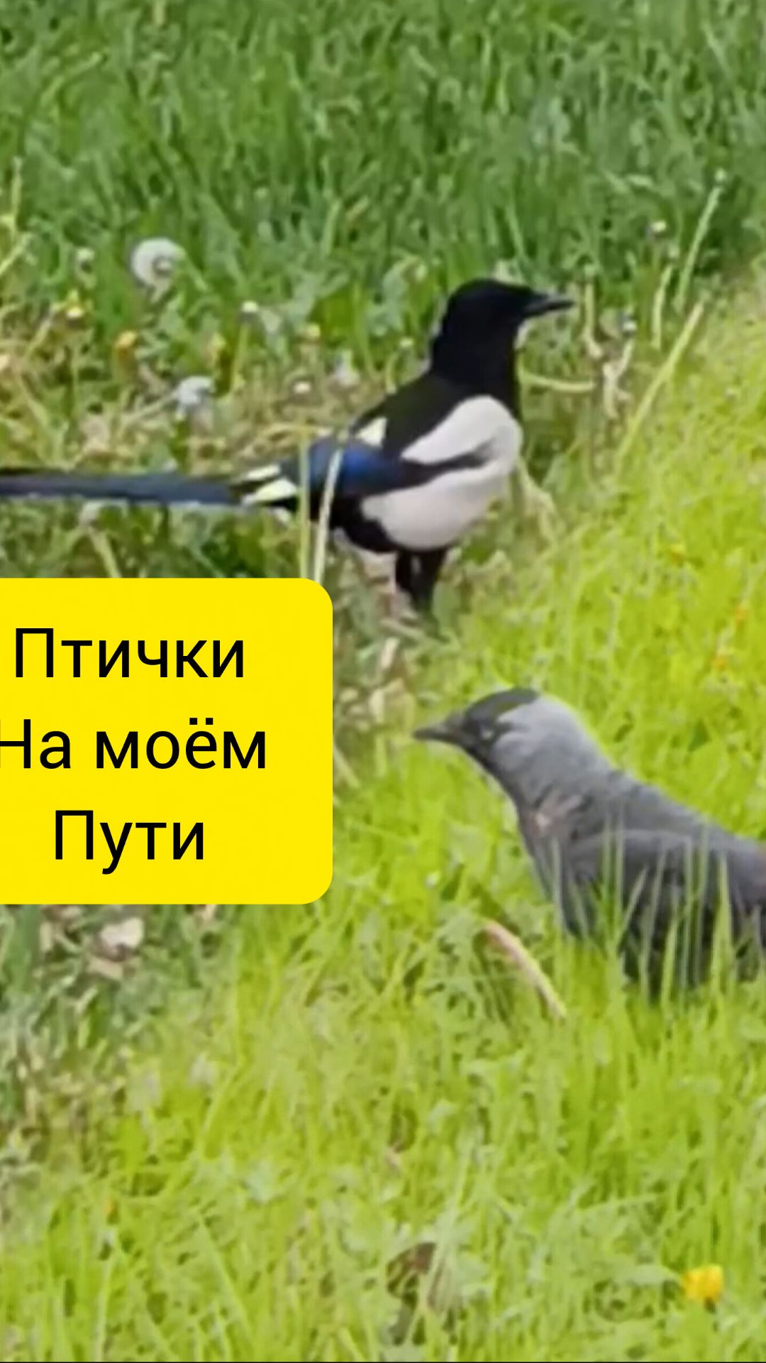 забавные сороки галки воробьи голуби вороны