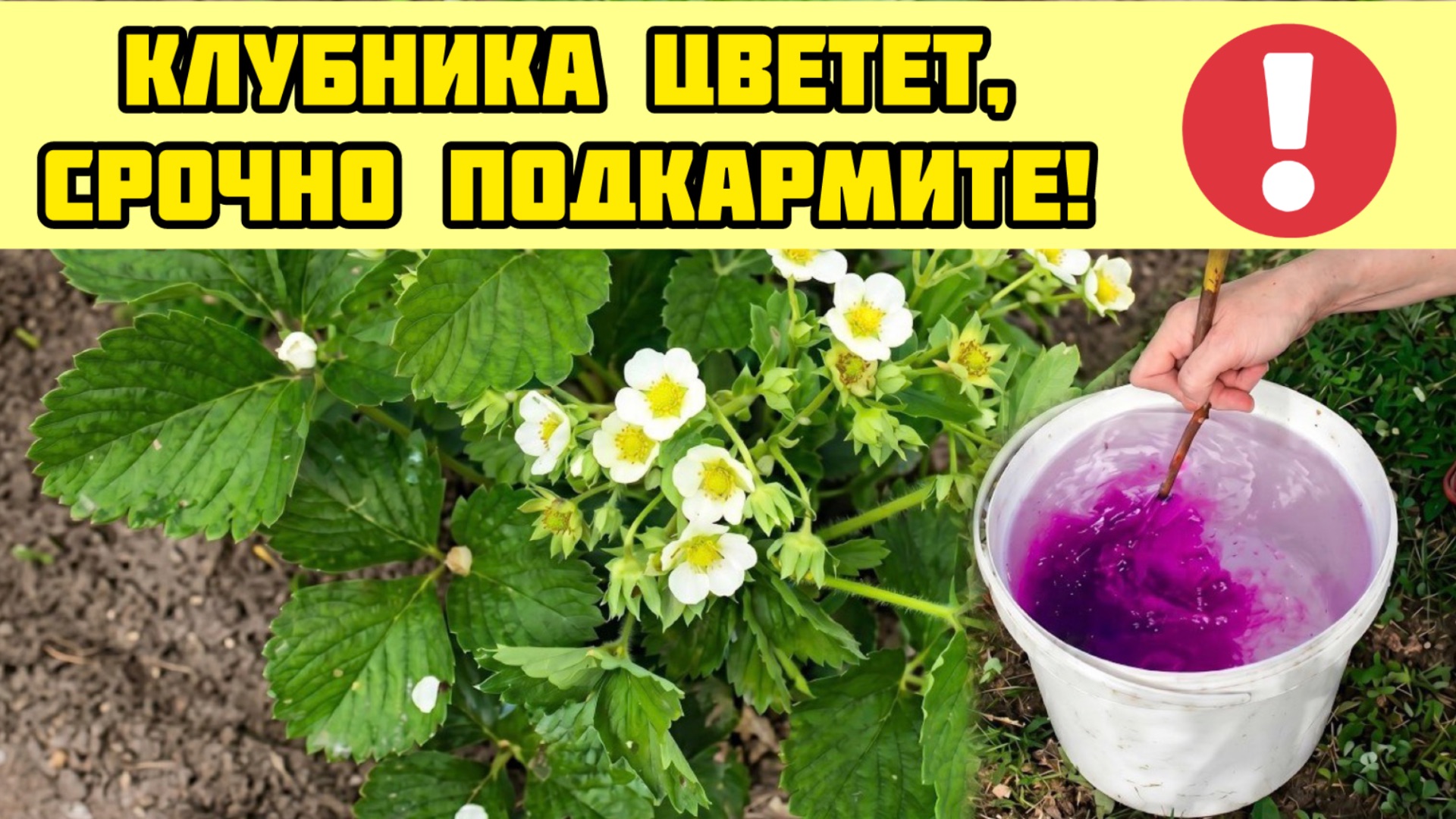 Супер ПОДКОРМКА клубники во время цветения. Все нюансы подкормок клубники! смотреть онлайн