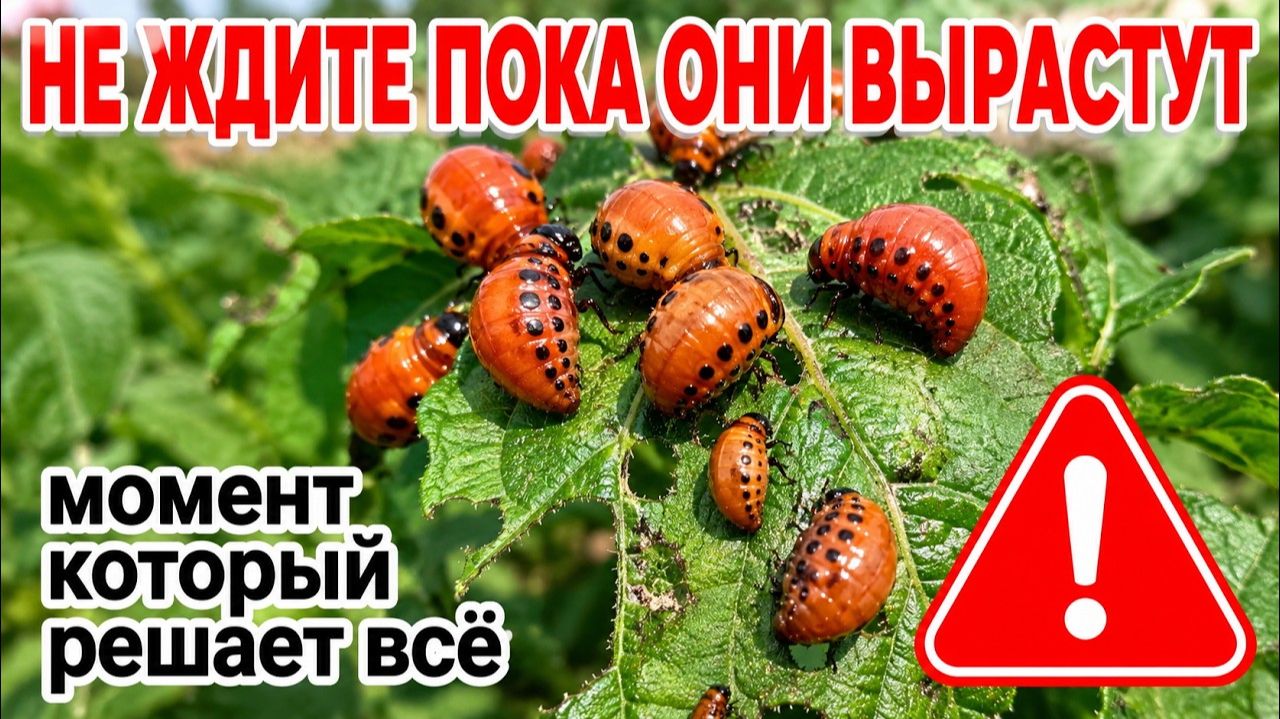 Полная система защиты картофеля от колорадского жука от посадки до уборки