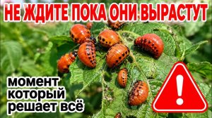 Полная система защиты картофеля от колорадского жука от посадки до уборки