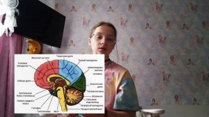 Части мозга 🧠
