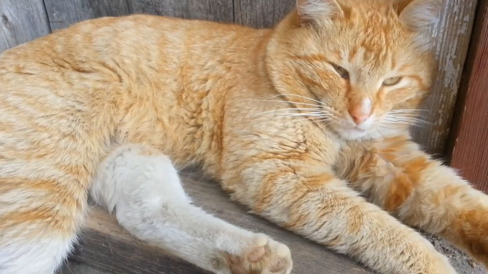 Соседские коты