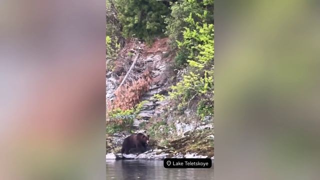Медведь на берегу Телецкого озера