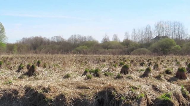 Репортажи с Ижоры / 2 мая 2026 /  Озёрная чайка ловит рыбок, а кикимора плывёт в Гатчину.