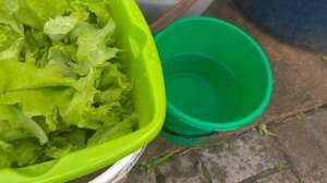 Мою и упаковываю зелень из теплицы.
