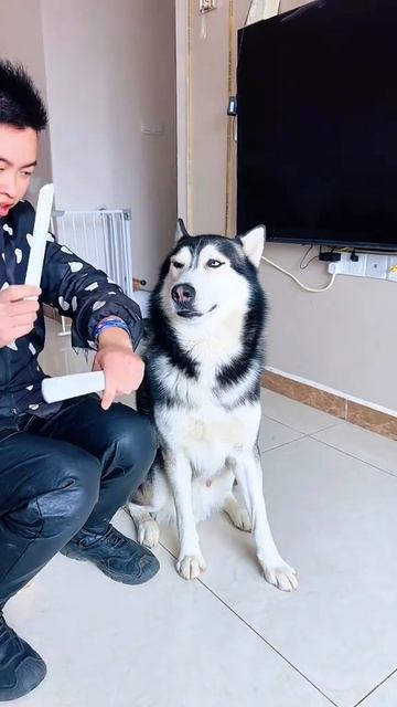 playful dog смотреть онлайн