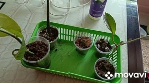 По огороду.Мои растюхи