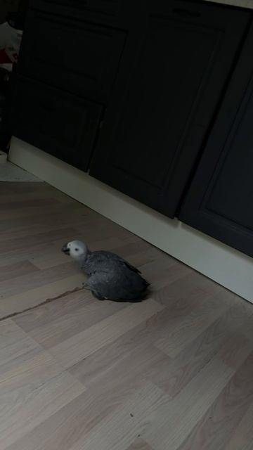 01-06-2026. Попугай 🦜 Жако. 5 утра. смотреть онлайн