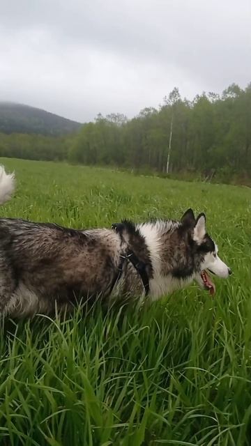 Хаски на отдыхе
спокойствие в поле.