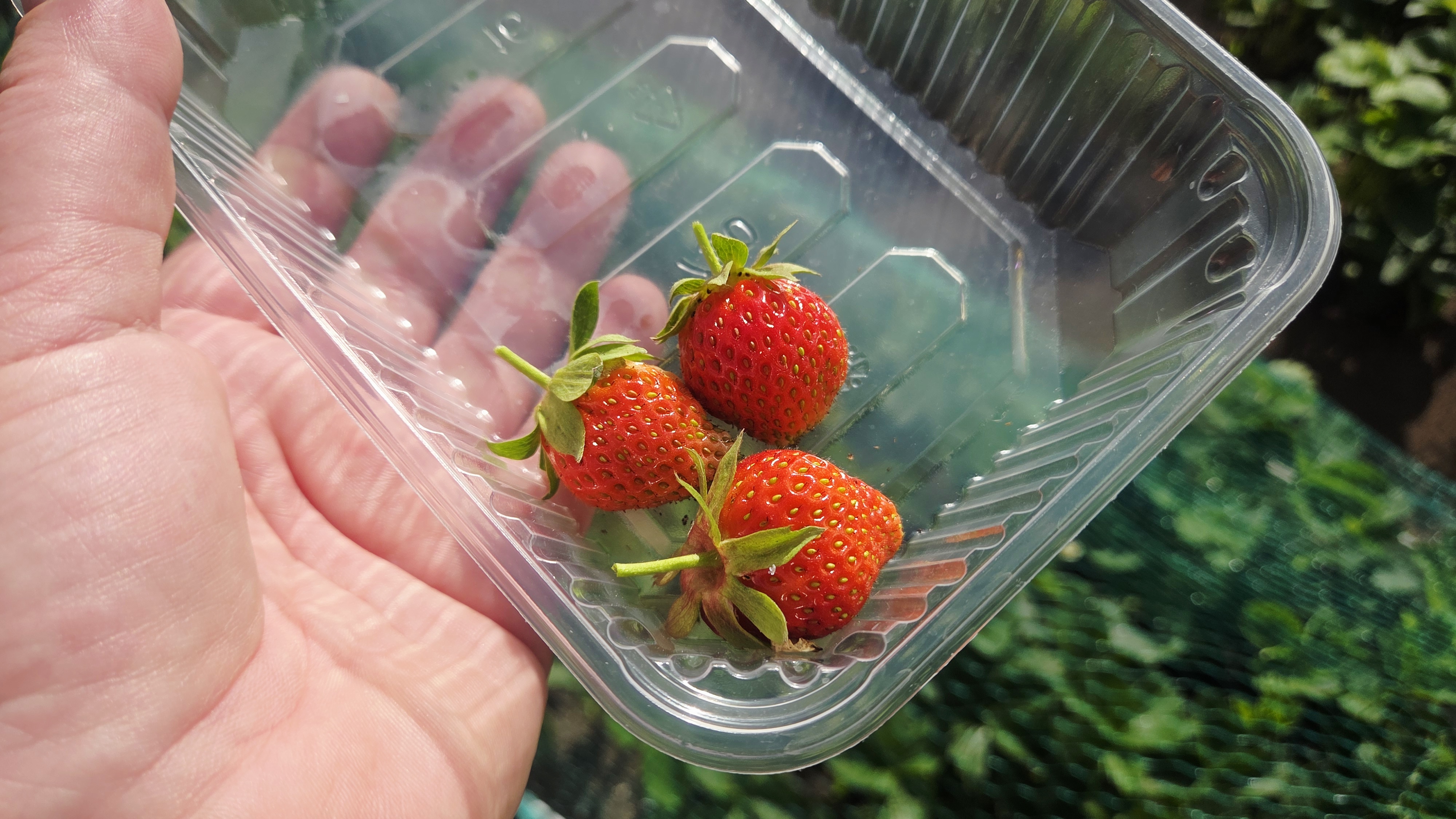 Дрожжи для грядок🪣 1-й день отпуска!🍓