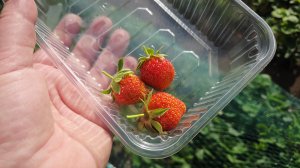 Дрожжи для грядок🪣 1-й день отпуска!🍓