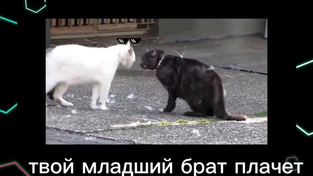 вольная борьба смотреть онлайн