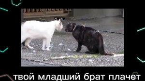 вольная борьба
