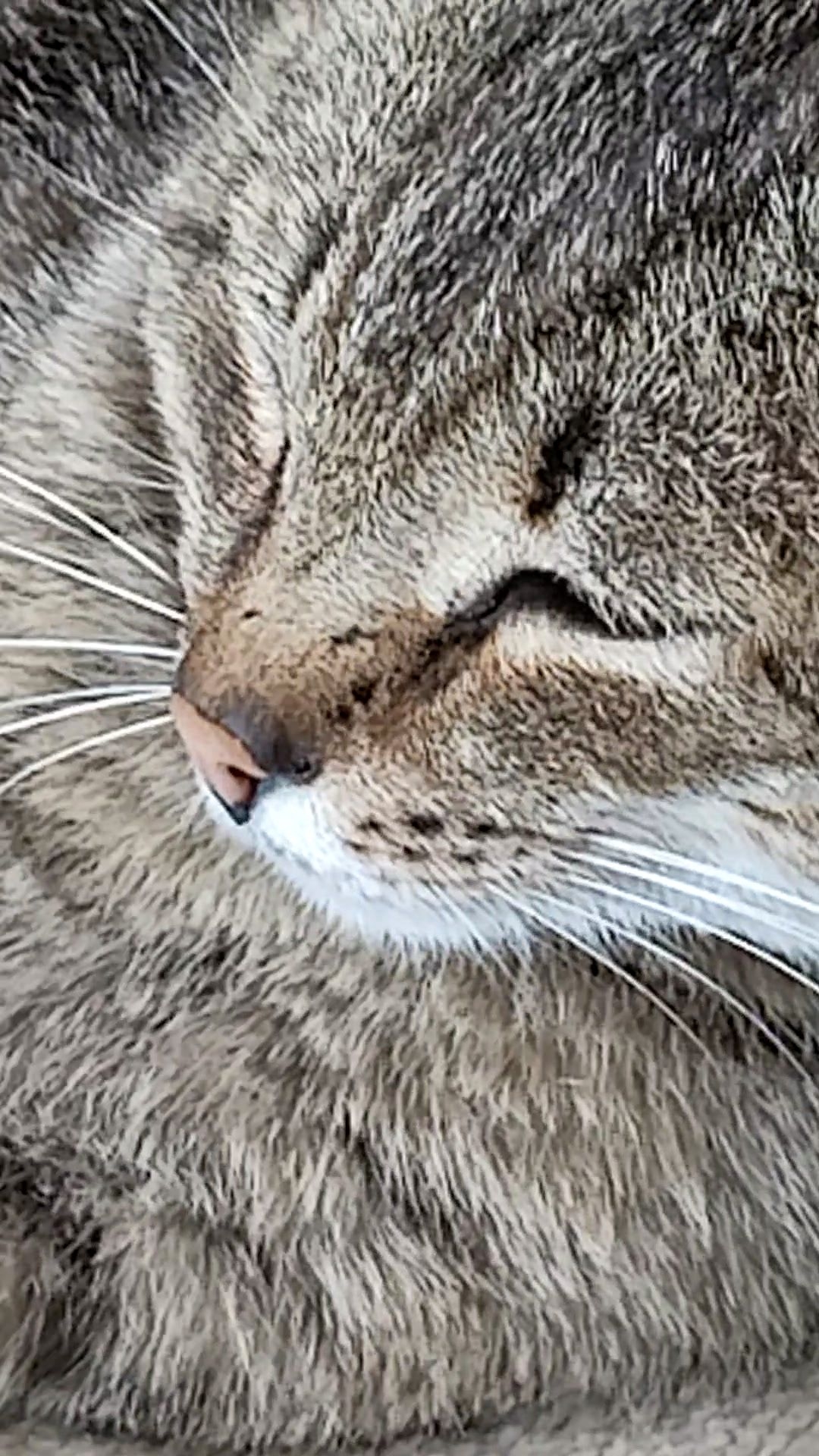 Максик и его любовь!😻 01-06-2026