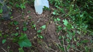 Уборка могил от 21.05.26 (Cleaning of graves from June 21, 2026)