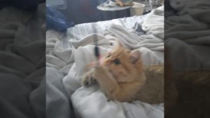 Играю с котёнком