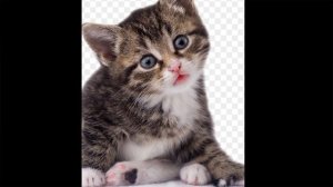 Эдит для котиков