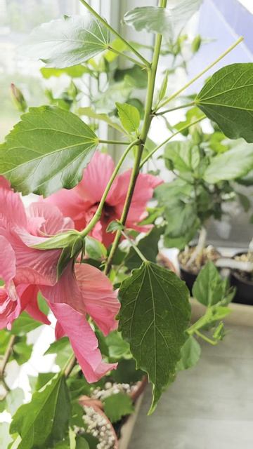 Гибискус малиновый махровый 🌺🌺🌺