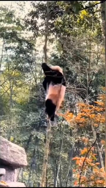 Смешные медведи